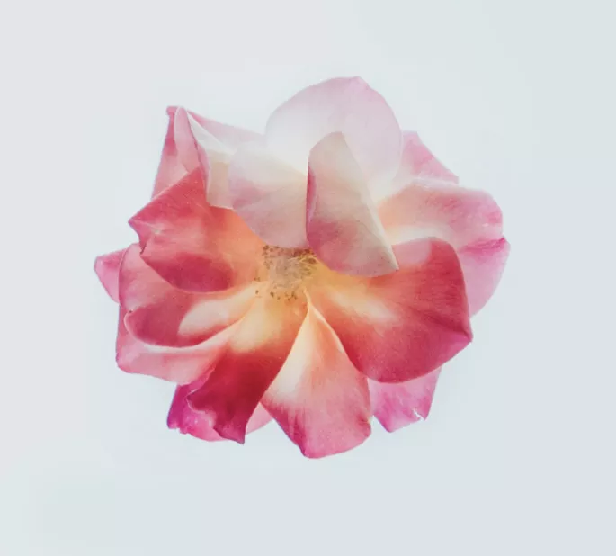 pic-flower