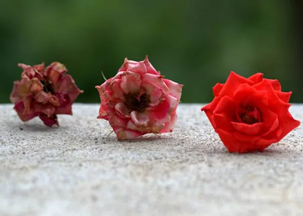 roses-4321173_1280