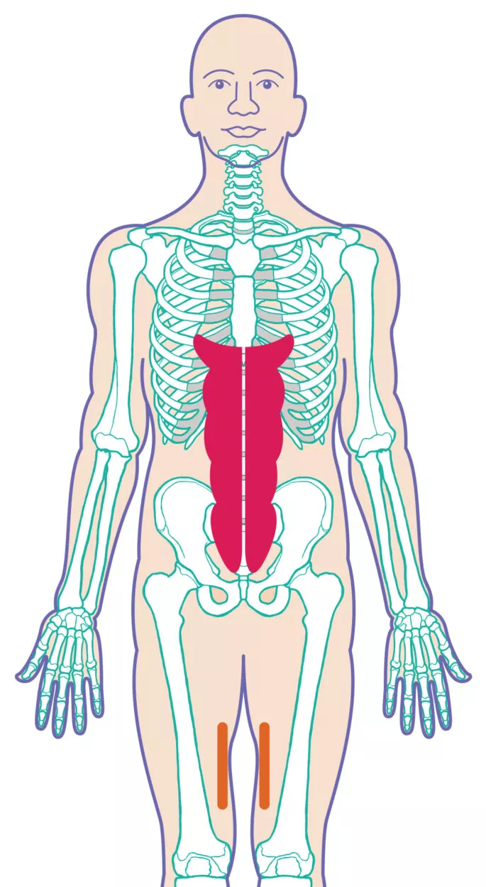24-Intestin-Grele-Abdominaux-Droits-Face