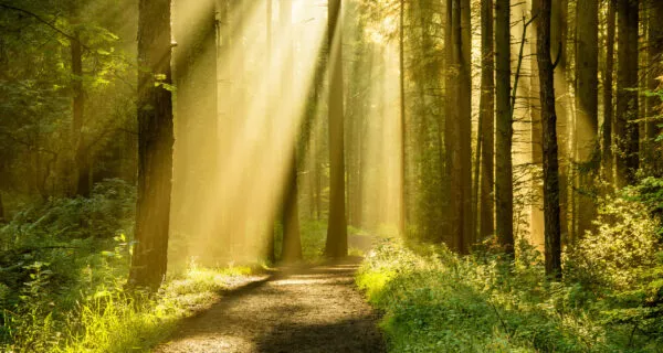 Golden rays of light shining through tree canopies on an Autumn morning with path in a forest.