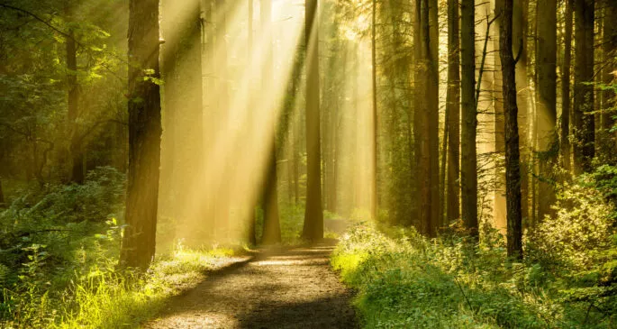 Golden rays of light shining through tree canopies on an Autumn morning with path in a forest.