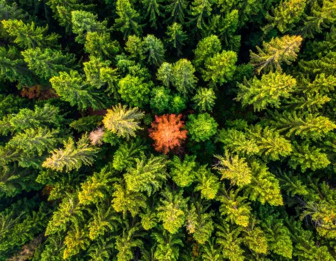 Aerial View of a Vibrant Orange Tree Amidst a Lush Green Forest Canopy.